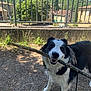 animal, black_and_white, building, canine, daytime, dog, fence, grass, gravel, greenery, happy, leash, nature, outdoor, pet, playful, stick, sunny, tree, village