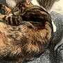 Mia a rejoint le concours — aidez-le/la à gagner de superbes lots ! cat, cats, feline, snuggling, bed, blanket, striped, tabby, fur, pattern, closeup, animal, pet, cute, sleeping, resting, cozy, indoor, affection, mammal