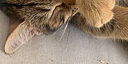 Mia a rejoint le concours — aidez-le/la à gagner de superbes lots ! cat, tabby_cat, sleeping, paw, fur, close_up, pet, animal, whiskers, ears, relaxed, cozy, texture, fabric, indoor, cute, feline, resting, soft, nap