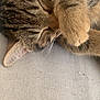 cat, tabby_cat, sleeping, paw, fur, close_up, pet, animal, whiskers, ears, relaxed, cozy, texture, fabric, indoor, cute, feline, resting, soft, nap