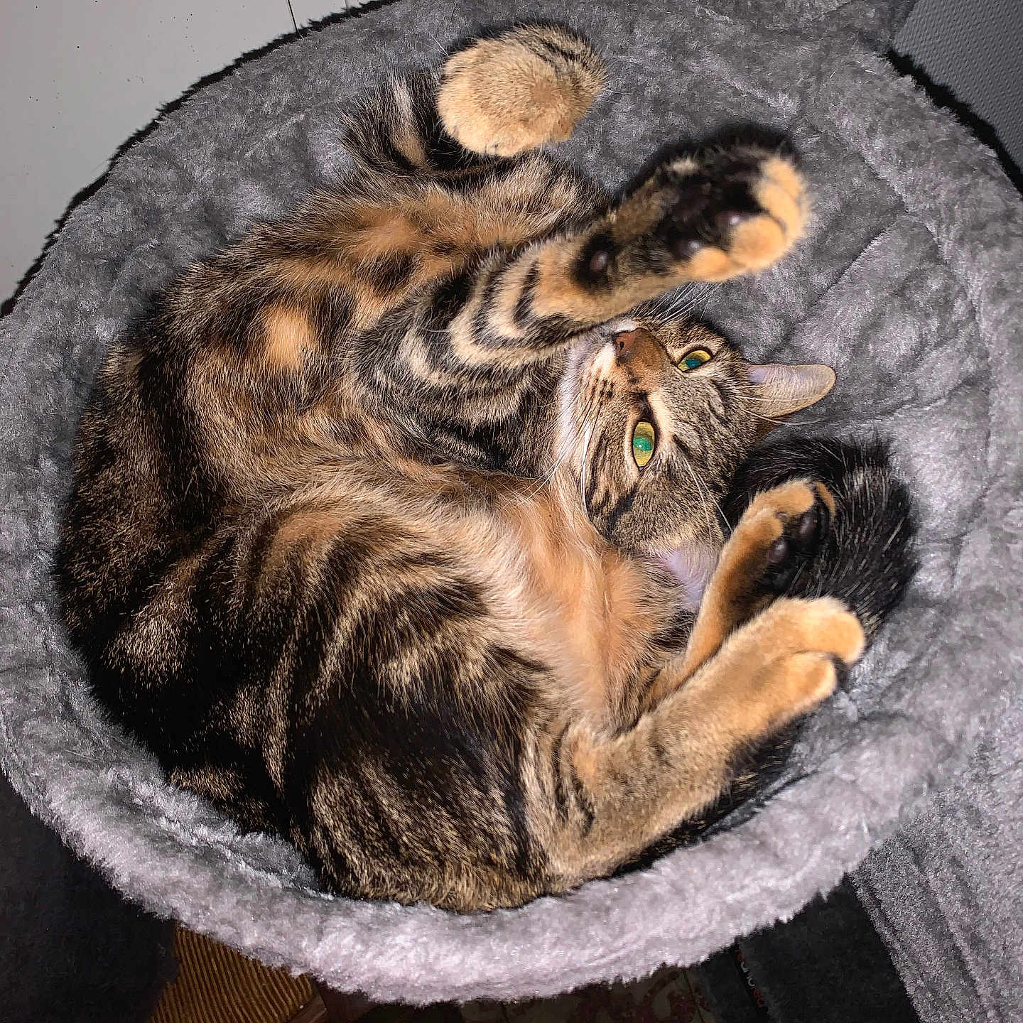 Mia participe au concours pour gagner de l'argent avec cette photo : animal, bed, cat, closeup, cozy, curled_up, cute, domestic_cat, feline, fur, green_eyes, indoor, paws, pet, playful, resting, soft, stretching, tabby_cat, whiskers