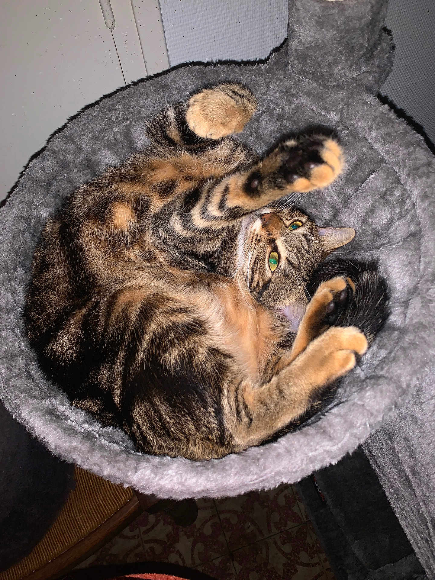 Mia participe au concours pour gagner de l'argent avec cette photo : cat, tabby_cat, pet, animal, feline, indoor, cozy, stretching, green_eyes, fur, whiskers, paws, bed, soft, cute, playful, resting, curled_up, domestic_cat, closeup