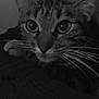 Mia a rejoint le concours — aidez-le/la à gagner de superbes lots ! cat, tabby, close_up, whiskers, face, person, knitted_fabric, black_and_white, curious, indoor, pet, animal, portrait, cozy, feline, eyes, fur, snuggle, warm, soft