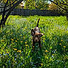 animal, blue_sky, branch, brown_dog, canine, dandelions, dog, fence, field, flowers, grass, greenery, meadow, nature, outdoor, pet, playful, spring, sunlight, tree