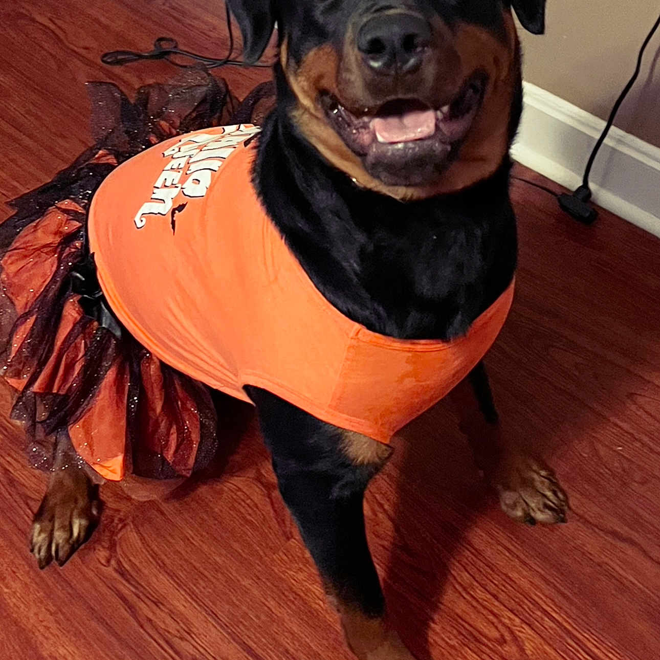 Nala is registered to the contest to win money with this photo: animal, black_and_tan, canine, costume, cute, dog, domestic_animal, floor, halloween, happy, indoor, mammal, orange, pet, playful, rottweiler, sitting, smiling, tutu, wooden_floor