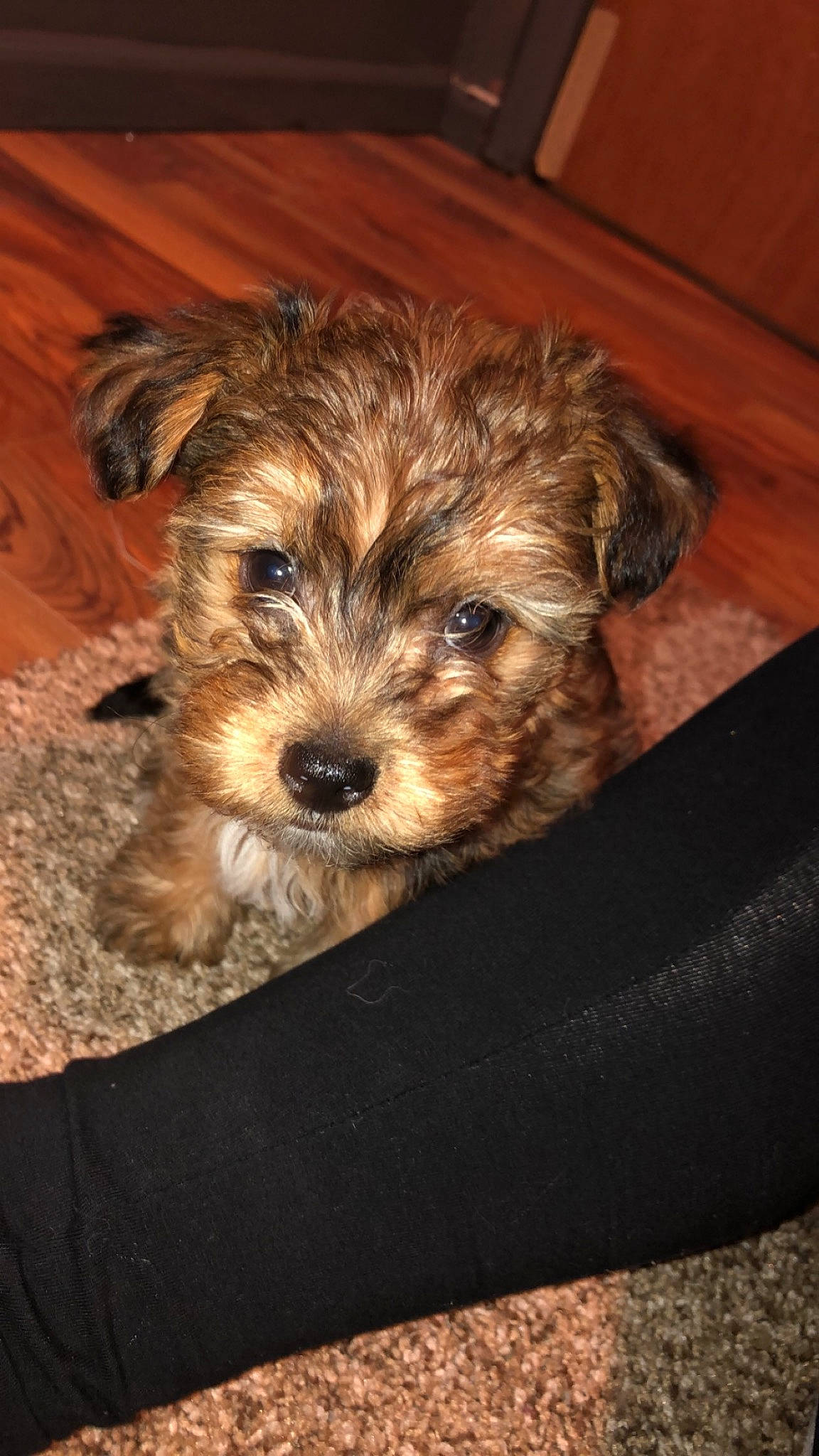 Lola is registered to the contest to win money with this photo: biewer_terrier, canidae, carnivore, companion_dog, dog, dog_breed, dog_supply, fur, hardwood, maltepoo, poodle_crossbreed, small_terrier, snout, sporting_group, terrier, toy_dog, water_dog, wood, working_animal, yorkipoo