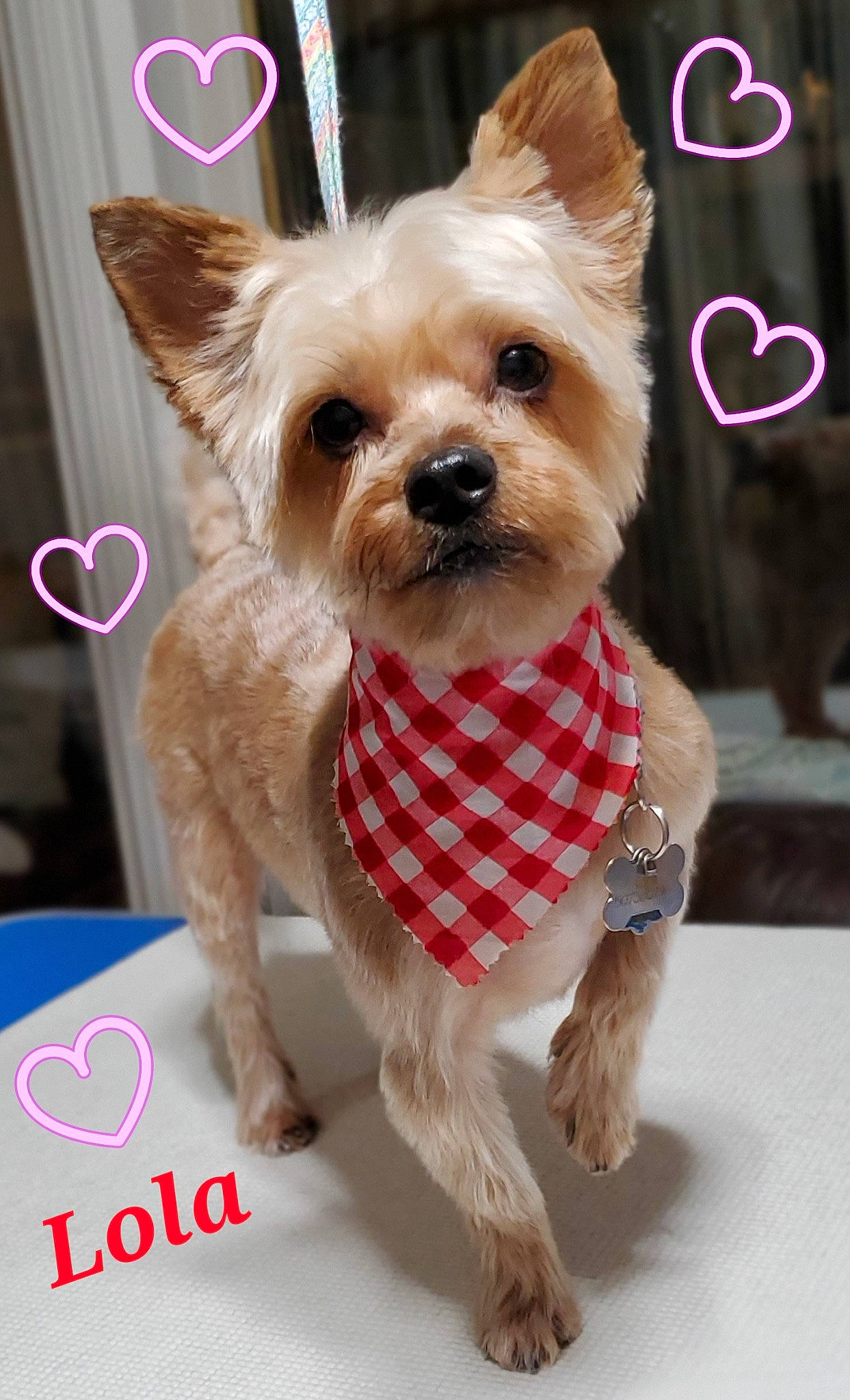 Lola joined the competition — help win amazing prizes! canidae, carnivore, collar, companion_dog, dog, dog_breed, dog_clothes, dog_collar, dog_supply, fashion_accessory, fawn, fur, liver, party_hat, pet_supply, pink, snout, sporting_group, toy_dog, working_animal