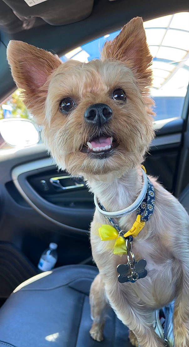 Lola is registered to the contest to win money with this photo: car, carnivore, collar, companion_dog, dog, dog_breed, dog_clothes, dog_collar, dog_supply, fashion_accessory, fawn, fur, leash, snout, soft_drink, sporting_group, toy_dog, vehicle, window, working_animal