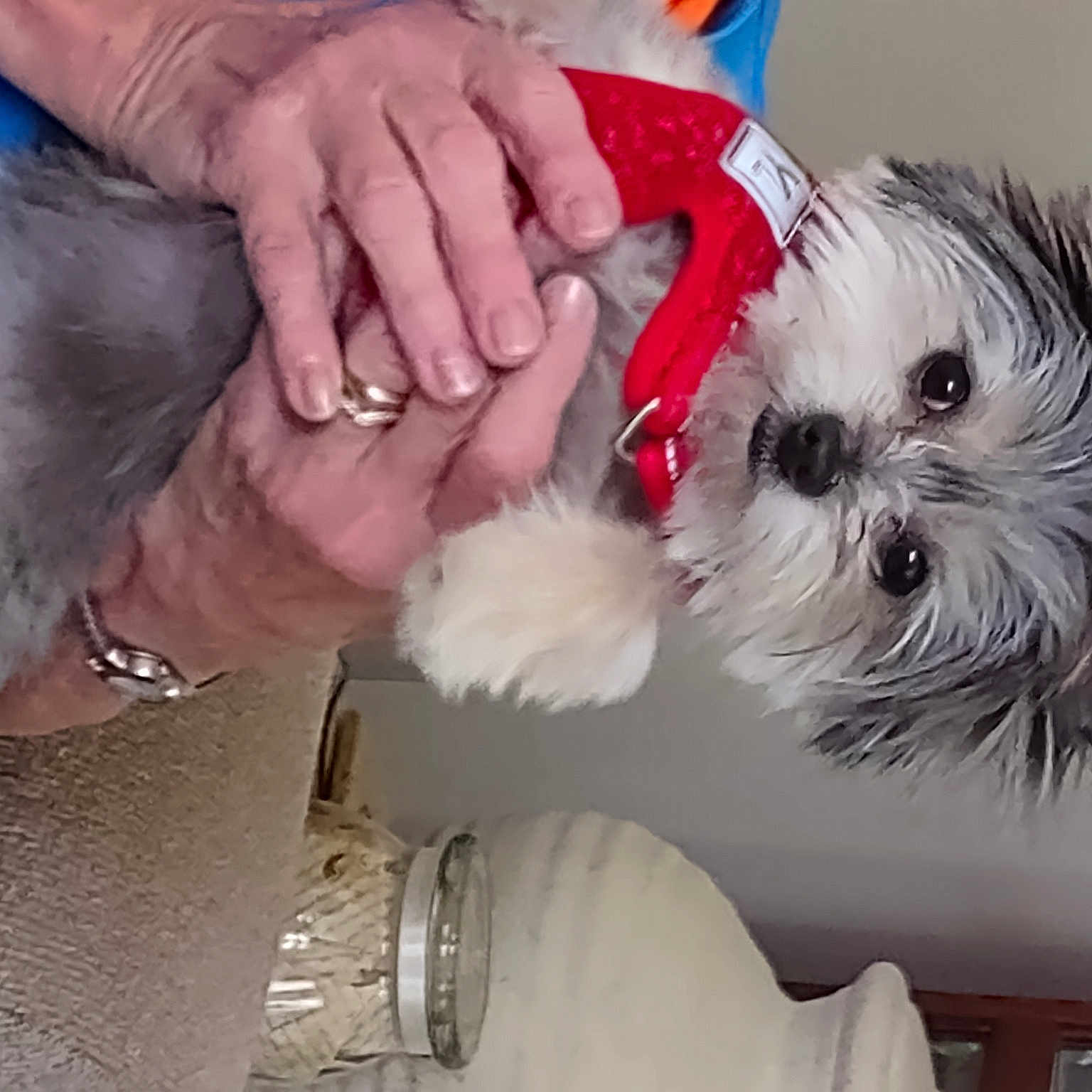 Sadi is registered to the contest to win money with this photo: bichon, canidae, carnivore, companion_dog, dog, dog_breed, dog_supply, fashion_accessory, fur, maltepoo, nail, non_sporting_group, small_terrier, snout, sporting_group, terrier, toy_dog, working_animal, wrist