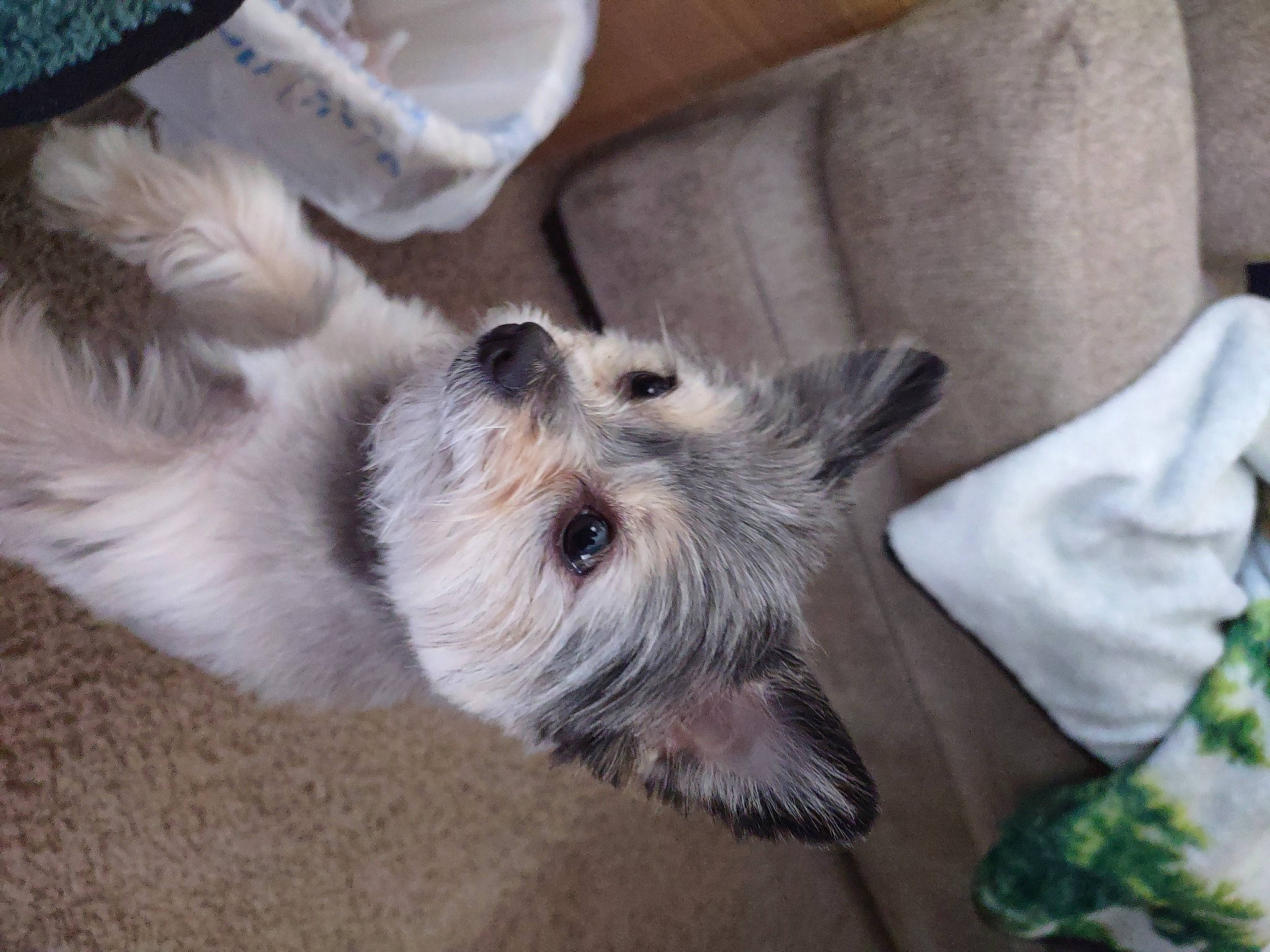 Sadi is registered to the contest to win money with this photo: canidae, carnivore, comfort, companion_dog, dog, dog_breed, fawn, fur, paw, schnauzer, small_terrier, snout, sporting_group, tail, terrestrial_animal, terrier, toy_dog, whiskers, working_animal, working_terrier