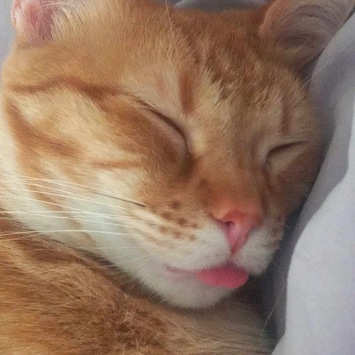 Simba is registered to the contest to win money with this photo: animal, cat, close_up, cozy, cute, domestic_cat, ear, face, feline, fur, ginger_cat, pet, pink_nose, portrait, relaxed, resting, sleeping, soft, tongue_out, whiskers