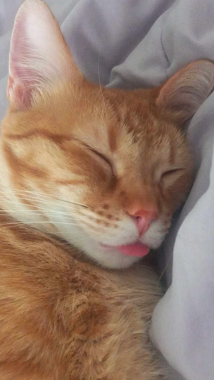 Simba
