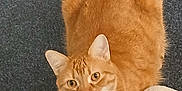 Simba is registered to the contest to win money with this photo: cat, ginger_cat, pet, animal, feline, slippers, carpet, indoor, curious, cute, whiskers, ears, fur, domestic_cat, mammal, looking_up, cozy, resting, close_up, floor