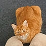 cat, ginger_cat, pet, animal, feline, slippers, carpet, indoor, curious, cute, whiskers, ears, fur, domestic_cat, mammal, looking_up, cozy, resting, close_up, floor