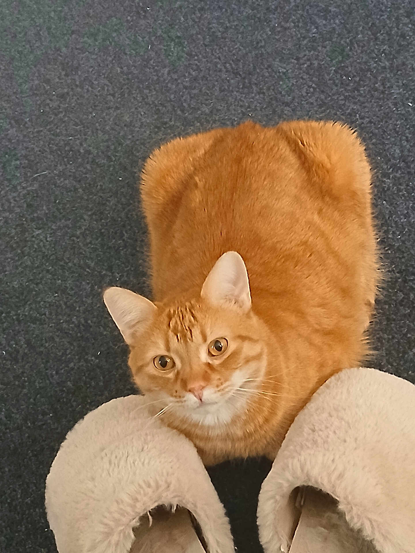 Simba