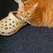 Simba joined the competition — help win amazing prizes! animal, carpet, cat, closeup, cozy, croc, curious, cute, domestic_cat, feline, footwear, head_in_shoe, indoor, lying_down, mischievous, orange_tabby, pet, playful, resting, shoe