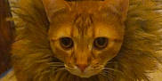 Simba is registered to the contest to win money with this photo: animal, cat, close_up, curious, cute, domestic_cat, eyes, face, feline, fluffy, fur, indoor, lion_costume, looking_at_camera, mammal, mane, orange_cat, pet, portrait, whiskers