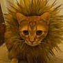 cat, animal, pet, close_up, orange_cat, fur, mane, fluffy, indoor, cute, face, whiskers, eyes, portrait, feline, mammal, domestic_cat, curious, looking_at_camera, lion_costume