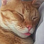 cat, ginger_cat, sleeping, tongue_out, close_up, fur, whiskers, ear, nose, pet, animal, cute, relaxed, domestic_cat, mammal, face, soft, cozy, resting, nap