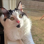 Moose joined the competition — help win amazing prizes! cat, fluffy, windowsill, indoor, yellow_eyes, white_fur, black_fur, pink_nose, window_screen, sunlight, curious, pet, animal, closeup, whiskers, ears, relaxed, feline, domestic_cat, portrait