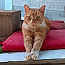 cat, ginger_cat, white_paws, stretching, cushion, red_cushion, outdoor, concrete_wall, relaxed, pet, animal, feline, tabby, resting, paw, whiskers, ears, looking, orange_cat, domestic_cat