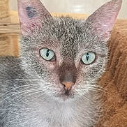 Crevette participe au concours pour gagner de l'argent avec cette photo : cat, gray_cat, green_eyes, close_up, pet, feline, whiskers, ears, fur, animal, domestic_animal, looking_at_camera, face, portrait, soft_texture, indoor, curious, sitting, cute, furry