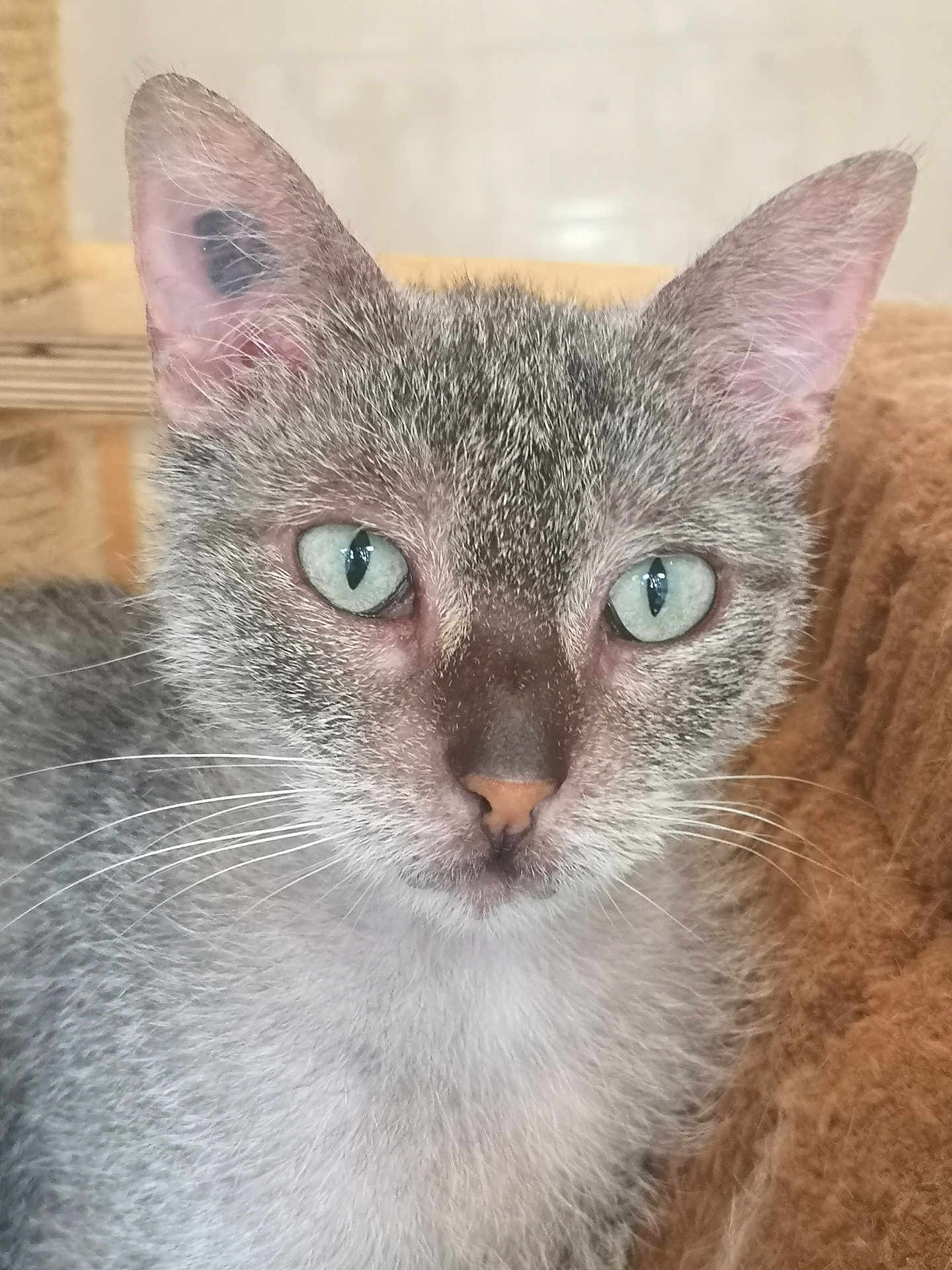 Crevette participe au concours pour gagner de l'argent avec cette photo : cat, gray_cat, green_eyes, close_up, pet, feline, whiskers, ears, fur, animal, domestic_animal, looking_at_camera, face, portrait, soft_texture, indoor, curious, sitting, cute, furry