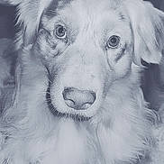 Silver participe au concours pour gagner de l'argent avec cette photo : dog, canine, pet, close_up, fluffy, fur, animal, portrait, indoors, cute, face, eyes, nose, expression, looking, mammal, whiskers, head, domestic, friendly
