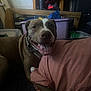 Penny is registered to the contest to win money with this photo: dog, smiling, tongue_out, bed, pillow, indoor, furniture, collar, brown_dog, white_markings, wooden_headboard, clutter, relaxed, pet, canine, resting, comfort, happy, domestic_animal, cozy