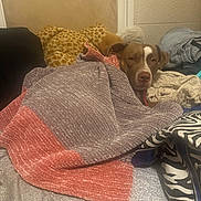 Penny joined the competition — help win amazing prizes! dog, blanket, pillow, bed, fabric, cozy, indoor, pet, resting, brown_dog, textile, pattern, comfort, home, relaxed, animal, fur, laying, cute, soft
