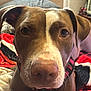 Penny is registered to the contest to win money with this photo: dog, brown, white, close_up, pet, indoor, blanket, face, animal, canine, lying_down, fur, ears, nose, collar, comfort, relaxation, bedroom, home, domestic