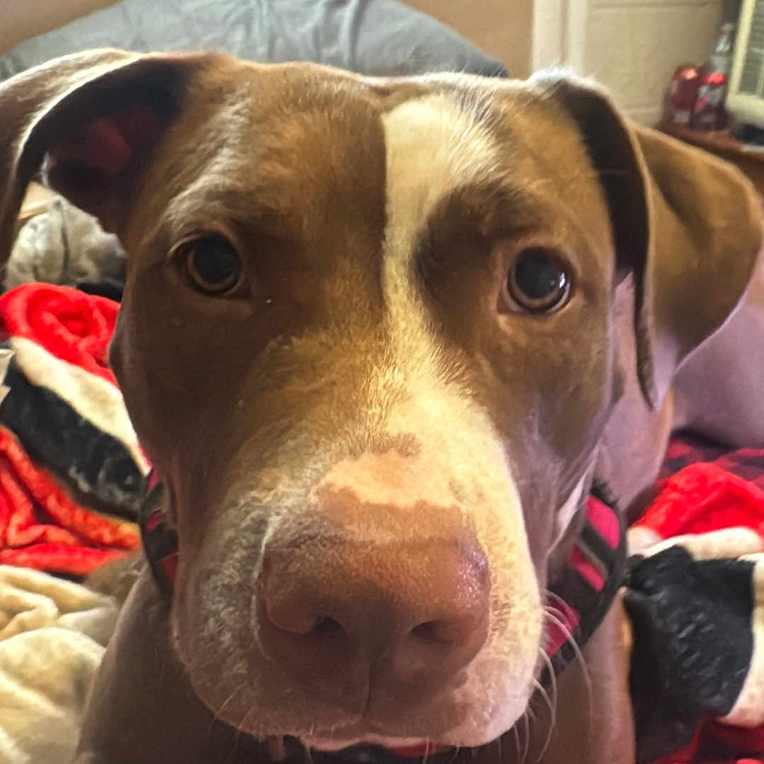 Penny is registered to the contest to win money with this photo: animal, bedroom, blanket, brown, canine, close_up, collar, comfort, dog, domestic, ears, face, fur, home, indoor, lying_down, nose, pet, relaxation, white