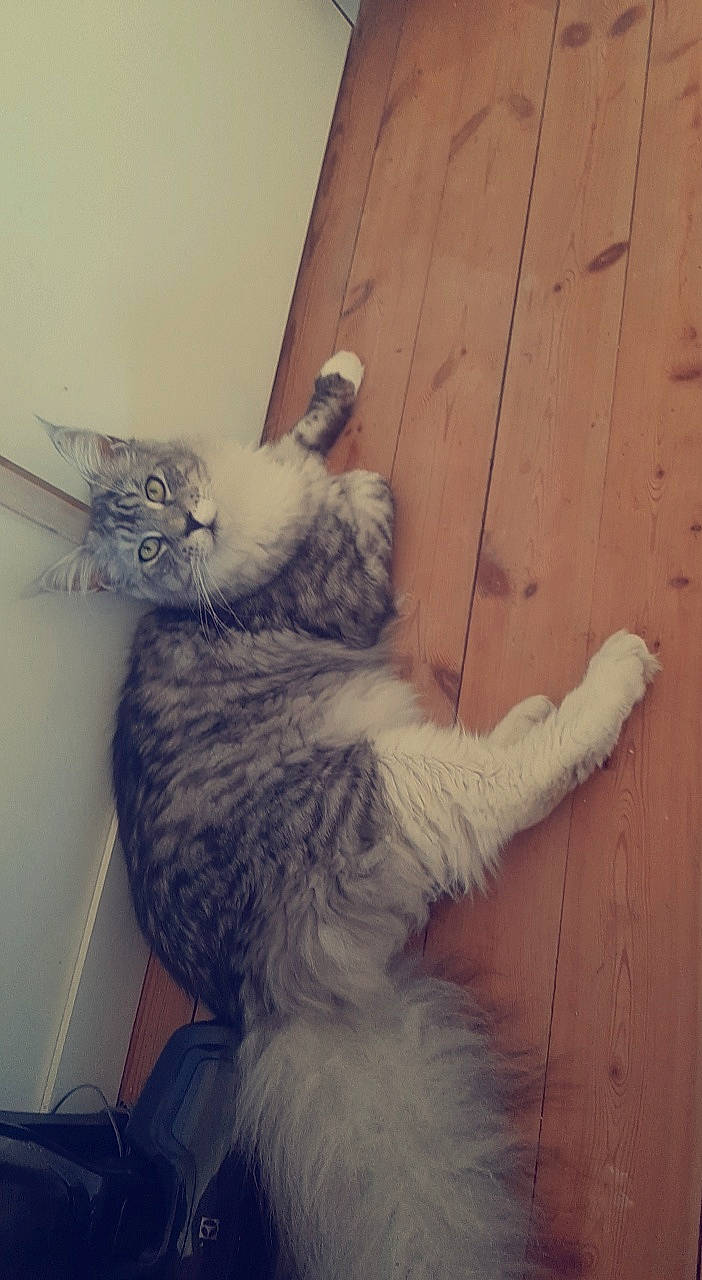 Hunter a rejoint le concours — aidez-le/la à gagner de superbes lots ! british_longhair, carnivore, cat, claw, domestic_short_haired_cat, european_shorthair, felidae, fur, nose, ojos_azules, paw, polydactyl_cat, small_to_medium_sized_cats, tail, whiskers