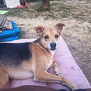 Crunchy a rejoint le concours — aidez-le/la à gagner de superbes lots ! animal, black, brown, canine, cushion, daylight, dog, ear, face, grass, ground, looking, lounge, nature, outdoor, paw, pet, relaxed, wood, yard