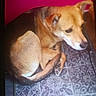 dog, animal, pet, floor, mat, pattern, brown, tan, curled_up, indoor, resting, ears, tail, snout, fur, quiet, pink_wall, corner, paw, canine