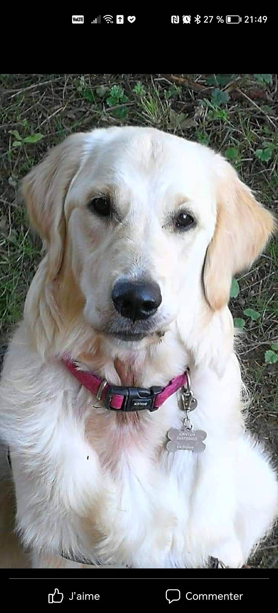 Lady a rejoint le concours — aidez-le/la à gagner de superbes lots ! canidae, carnivore, circle, collar, companion_dog, dog, dog_breed, dog_collar, fawn, fur, gun_dog, pet_supply, plant, snout, sporting_group, terrestrial_animal, whiskers, working_animal