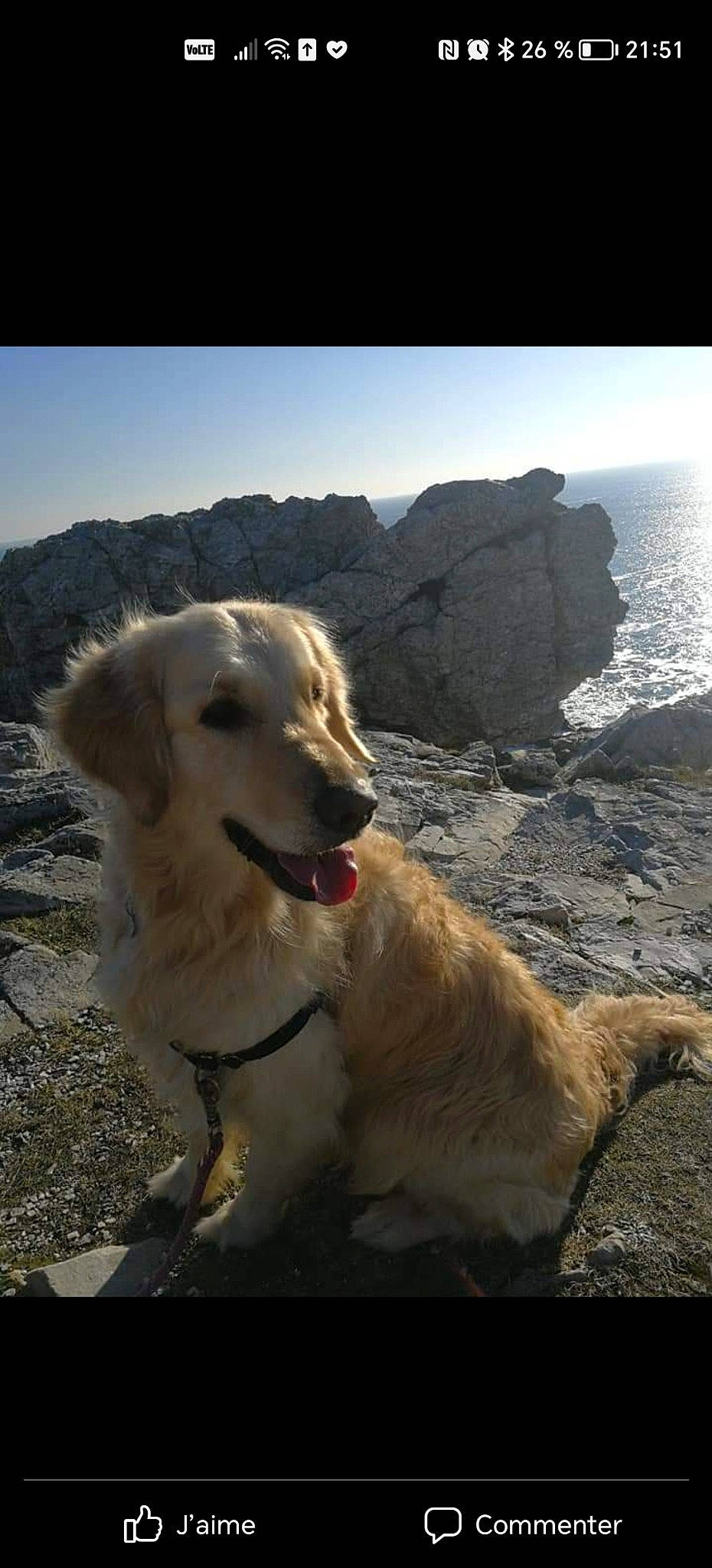 Lady participe au concours pour gagner de l'argent avec cette photo : adventure, bedrock, canidae, cape, carnivore, collar, companion_dog, dog, dog_breed, dog_collar, headland, klippe, landscape, mountain, ocean, outcrop, rock, sky, sporting_group, water