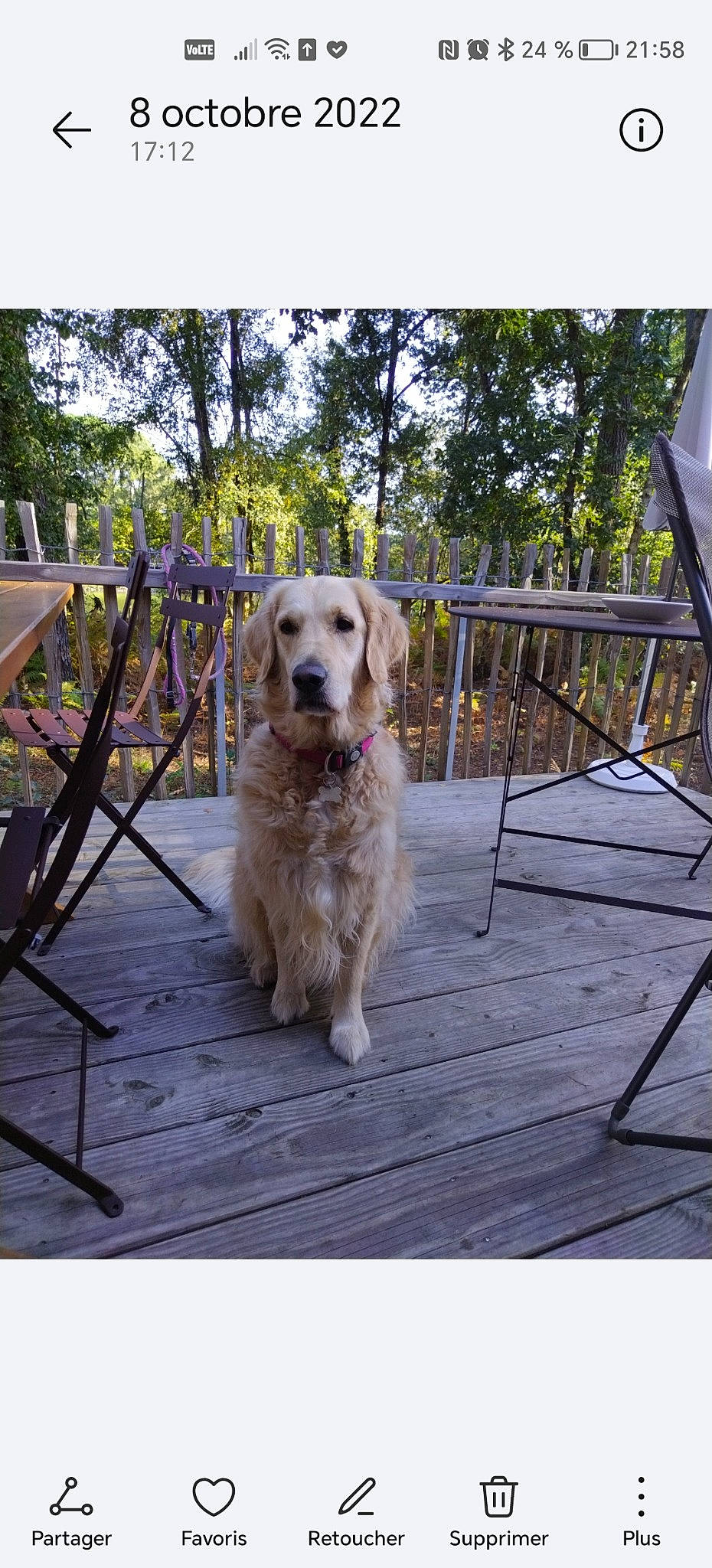 Lady participe au concours pour gagner de l'argent avec cette photo : carnivore, chair, cloud, companion_dog, deck, dog, dog_breed, fawn, gun_dog, hardwood, leisure, outdoor_furniture, plank, plant, rectangle, sky, snout, tree, wood, wood_stain