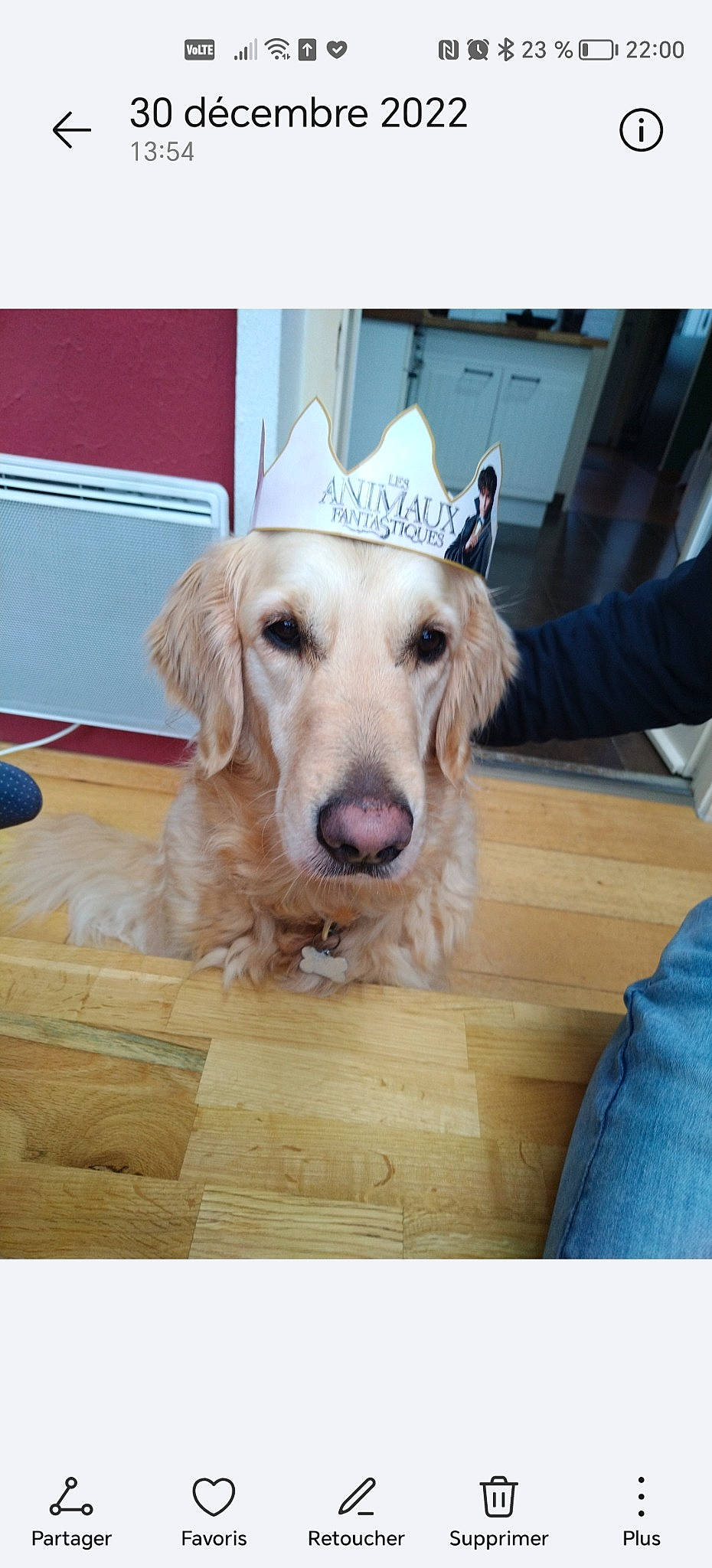 Lady a rejoint le concours — aidez-le/la à gagner de superbes lots ! canidae, carnivore, chair, companion_dog, dog, dog_breed, fawn, floor, flooring, fur, happy, hardwood, retriever, snout, sporting_group, whiskers, wood, wood_flooring, wood_stain, working_animal