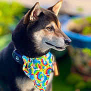 Ozzy joined the competition — help win amazing prizes! dog, bandana, colorful, tie_dye, pet, animal, outdoor, garden, greenery, collar, close_up, portrait, fur, ears, canine, nature, sunlight, shiba_inu, cute, friendly