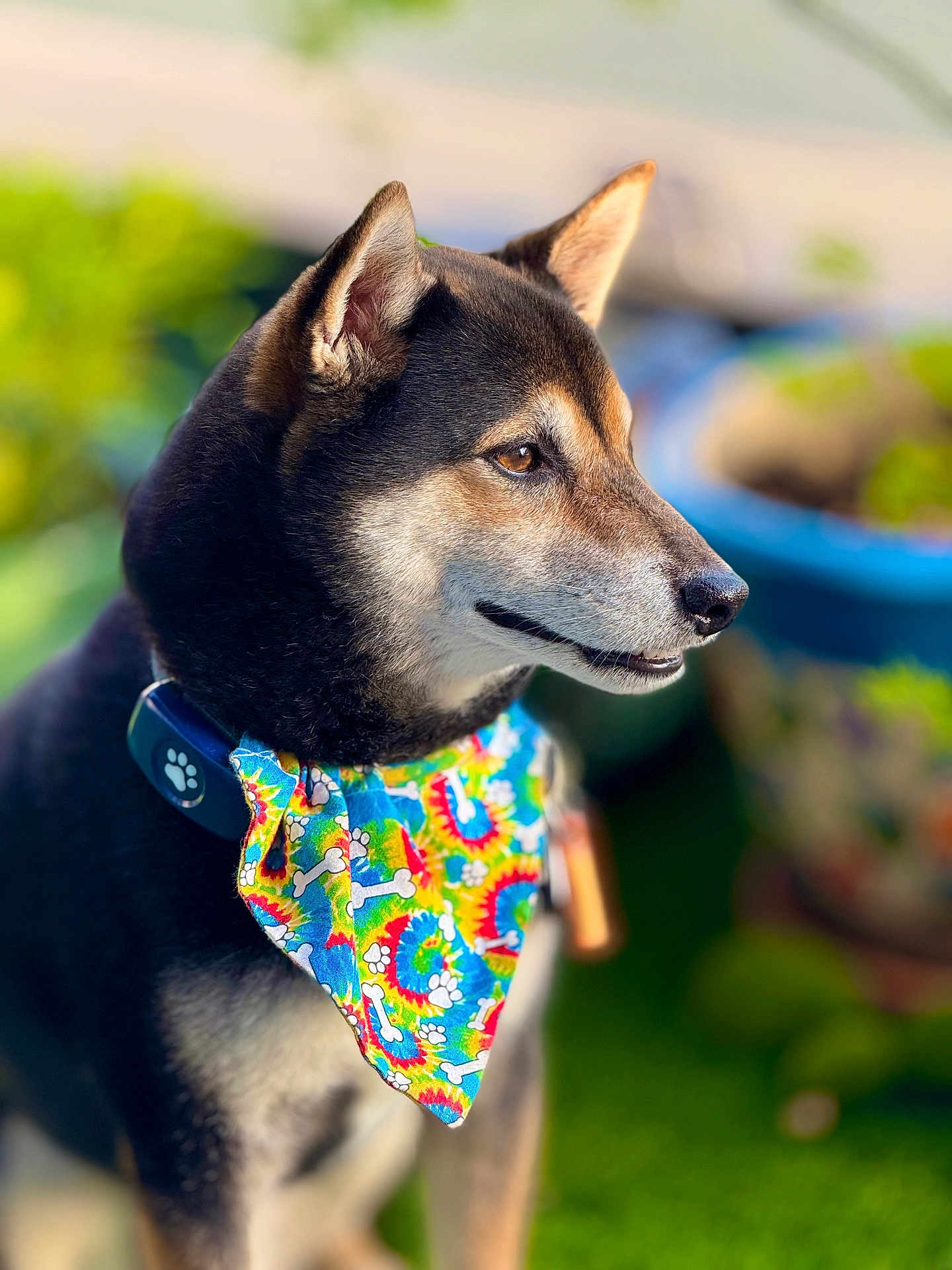 Ozzy joined the competition — help win amazing prizes! dog, bandana, colorful, tie_dye, pet, animal, outdoor, garden, greenery, collar, close_up, portrait, fur, ears, canine, nature, sunlight, shiba_inu, cute, friendly