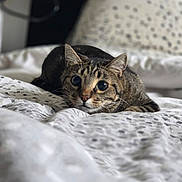 Ivory participe au concours pour gagner de l'argent avec cette photo : animal, bed, bedding, blurred_background, cat, cozy, crouching, curious, cute, domestic, ears, eyes, focus, fur, indoor, pattern, pet, soft_light, tabby, whiskers