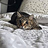 animal, bed, bedding, blurred_background, cat, cozy, crouching, curious, cute, domestic, ears, eyes, focus, fur, indoor, pattern, pet, soft_light, tabby, whiskers