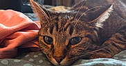 Ivory participe au concours pour gagner de l'argent avec cette photo : animal, blanket, cat, close_up, cozy, cute, domestic, ears, face, fur, indoor, lying_down, pet, polka_dot, relaxed, resting, sleepy, soft, tabby, whiskers