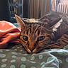 animal, blanket, cat, close_up, cozy, cute, domestic, ears, face, fur, indoor, lying_down, pet, polka_dot, relaxed, resting, sleepy, soft, tabby, whiskers