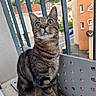 Ivory participe au concours pour gagner de l'argent avec cette photo : animal, background, balcony, blue_eyes, cat, closeup, curious, daylight, feline, house, metal_bars, outdoor, pet, portrait, sitting, street, striped, tabby, urban, whiskers