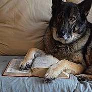 Ferris Buhler is registered to the contest to win money with this photo: dog, german_shepherd, book, reading, couch, furniture, indoors, pet, animal, paw, fur, collar, relaxed, brown, black, white, eyes, face, canine, leisure