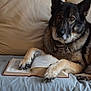 dog, german_shepherd, book, reading, couch, furniture, indoors, pet, animal, paw, fur, collar, relaxed, brown, black, white, eyes, face, canine, leisure