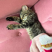 Amethyst joined the competition — help win amazing prizes! blanket, cat, chair, couch, cozy, cute, furry, home_decor, indoors, kitten, nap, paws, pet, pink, portrait, relaxed, resting, sleeping, tabby, whiskers