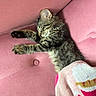 blanket, cat, chair, couch, cozy, cute, furry, home_decor, indoors, kitten, nap, paws, pet, pink, portrait, relaxed, resting, sleeping, tabby, whiskers